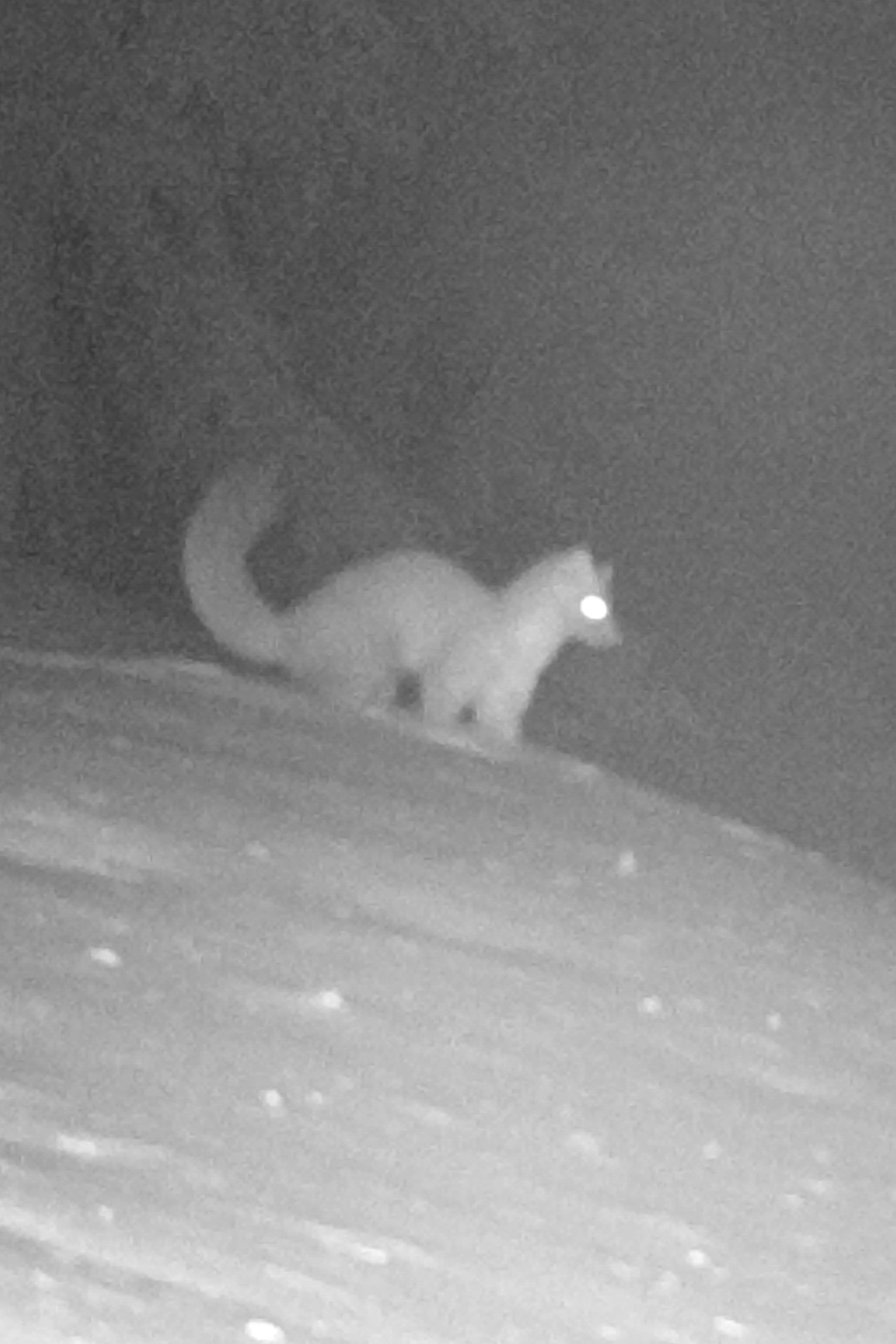 Night photo of a marten taken by the trap camera. 